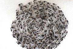 Fotograf pořídil fascinující záběry sobů formujících obrovskou spirálu. Chrání tím svá mláďata