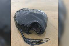 Američan narazil na pláži na děsivé stvoření. Vypadá jako příšera z Hledá se Nemo