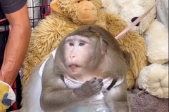 Obézní opice shazuje přebytečná kila v odtučňovacím táboře