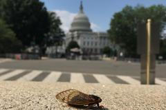 cikáda usa capitol