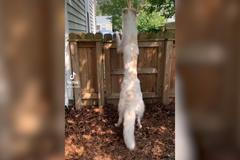 Nejdelší pes světa? Fenka barzoje se stala díky svému vzrůstu virálním hitem.