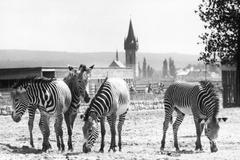 Jednorázové užití / Fotogalerie / ZOO Dvůr Králové je tu už 75 let. Podívejte se na snímky z její historie