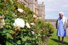 Královna Alžběta II. růže