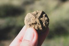 Zkamenělina, fosilie, korál, ilustrační foto