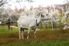 Toulcův dvůr, mokřad, park, louka, Praha Hostivař