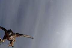 Muž točil krásy Kamčatky. Když náhle na dron zaútočil dravec