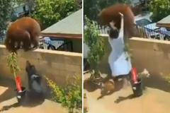 „Bránila jsem svoje děti.“ Dívka shodila medvědici ze zdi a zachránila své psy