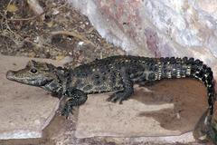 krokodýl, Ostrava, policie, pátrání