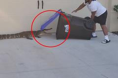 Tati, na zahradě je aligátor. Odvážný veterán s popelnicí na sítích ohromil davy lidí