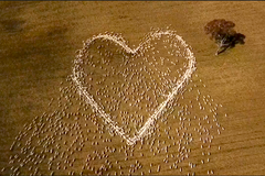 Rozloučením s tetou farmář dojímá svět. Nahnal ovečky do tvaru srdce