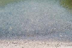 Tisíce medúz zaplavily pobřeží Azovského moře. Turisté hromadně odjíždějí, tvorové jen tak nezmizí