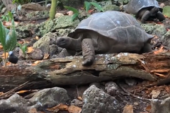 Obrovská želva chytila a snědla ptáče
