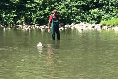 Rybář Bečva pokus kyanidy