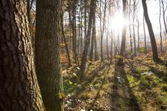 Houby, houbaření, les, podzim, počasí, Voděradské bučiny