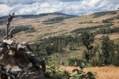 Kůrovec, kalamita, Jeseníky - Město Albrechtice