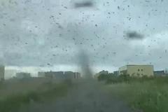 Komáří tornádo na Kamčatce