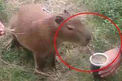 Invaze kapybar v luxusní argentinské oblasti. Hlodavci tam ničí trávníky nebo napadají psy