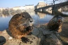 Nutrie v Praze, krmení, Střelecký ostrov