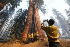 Národní park Sequoia