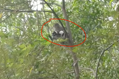 Tři dny držela opice v zajetí štěně. Nakonec jí spadlo z několikametrové výšky