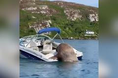 Nalodit se byl pro těžkotonážníka boj. Napínavé záběry mrože si lidé na internetu zamilovali