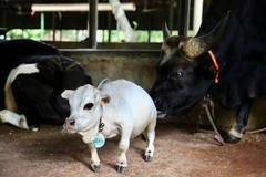 Trpasličí kráva Rani váží pouhých 25 kg. Na farmu v Bangladéši se na ní jezdí dívat tisíce lidí