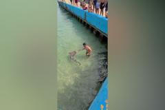 Ohromující záchrana žaloka, který se beznadějně zamotal do rybářského vlasce