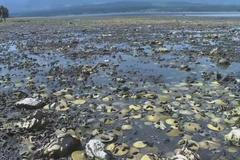 Zkáza na kanadském pobřeží. Extrémní vedra uvařila v moři tisíce škeblí, mušlí, ústřic