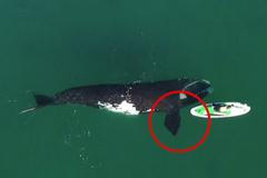 Velryba při setkání s paddleboardistkou udělala něco nevídaného