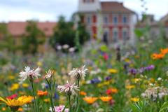 Louka město ilustrační