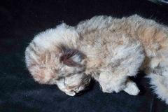 Lvíče Sparta z doby ledové. Staré 28 tisíc let