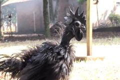 Jako stvoření z temnot. Nejdražší kuře na světě je černé až na kost, z jeho ceny se točí hlava