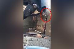 Všichni jsou u vytržení z chytré krávy. Rohy umí obsluhovat kohoutek na vodu