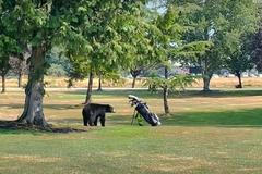 Medvěd na golfovém hřišti u Vancouveru