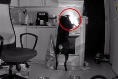 Pes v Sokolově bez dozoru pustil sporák a způsobil požár