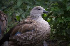 husice modrokřídlá