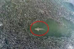 Žraloci si u pobřeží Long Islandu "otevřeli bufet". Fascinující záběry berou dech