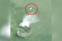 Roztomilost stranou. Muž natočil zabijácký delfíní kop, ryba letěla přes most