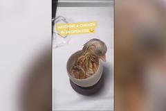 Kuře se vylíhlo v otevřené skořápce