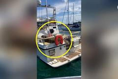 Kolik lodí shodíš, tolikrát jsi mrož Wally. Zvíře na britském pobřeží potopilo několik lodí