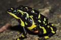 ropucha, Atelopus