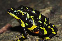 ropucha, Atelopus