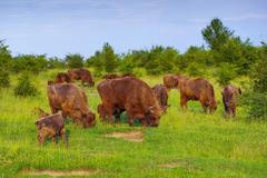 Rezervace divokých koní, zubr, pratur, Milovice