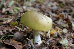 muchomůrka zelená - houba - houby