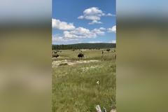 Předstírala, že je mrtvá. Žena se zachránila před běsnícím bizonem