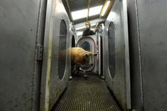 irsko metan mořské řasy