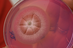 Život v pandemii - Mikroskopické testování nošených respirátorů