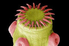 Věda fotogenická 2020