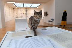 Ester Krumbachová, Dům umění, kočky