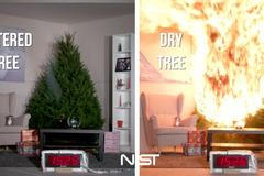 Experiment se zalévaným versus suchým vánočním stromečkem